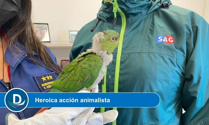 Vecino rescató a polluelo de cachaña de ataque perruno