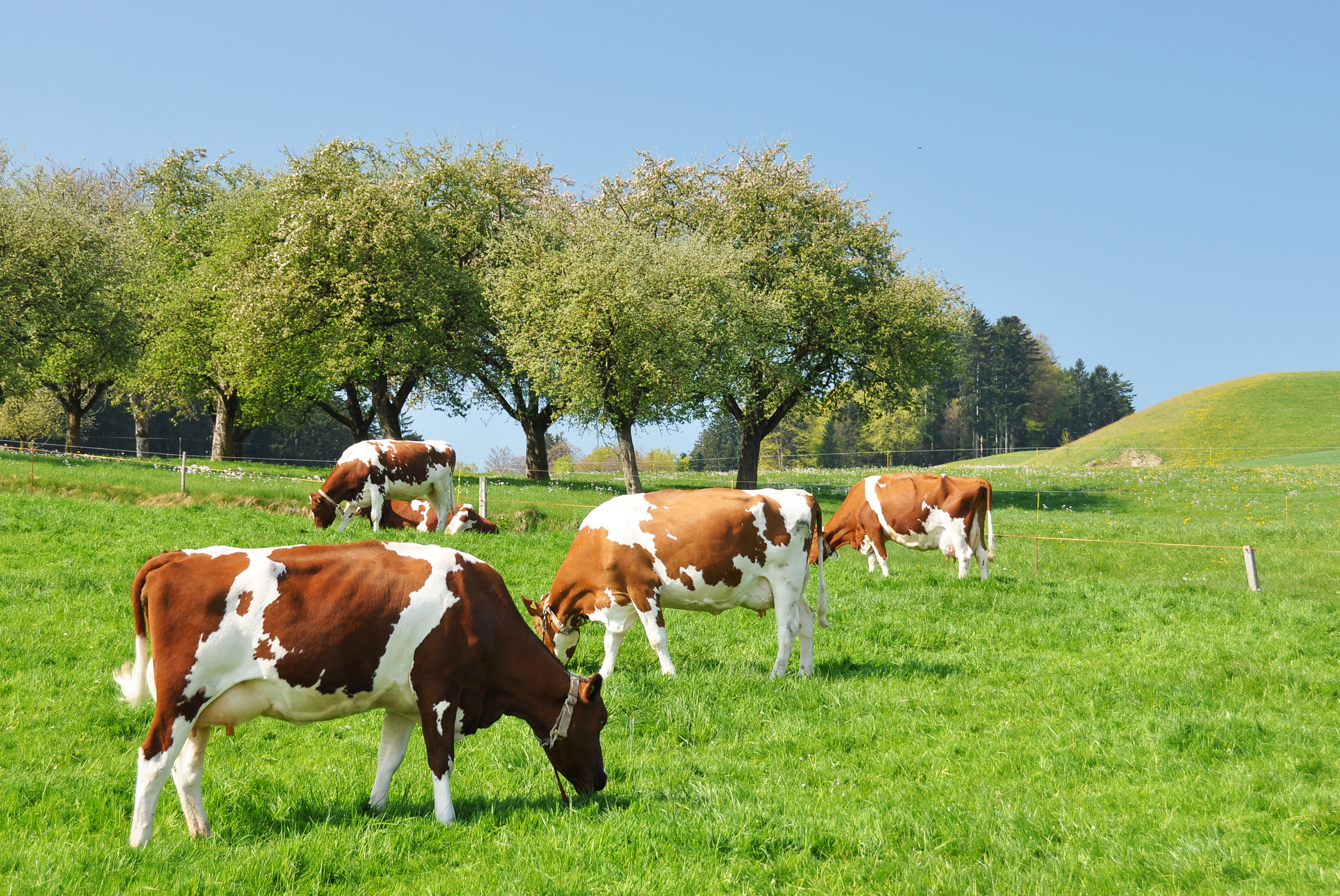 Recepción nacional de leche cruda anota caída de 3,6% a febrero 2022