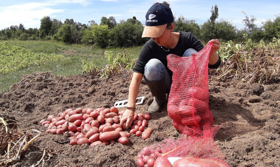 Con herramientas de teledetección esperan fiscalizar cultivos de papa en la Región de Los Lagos