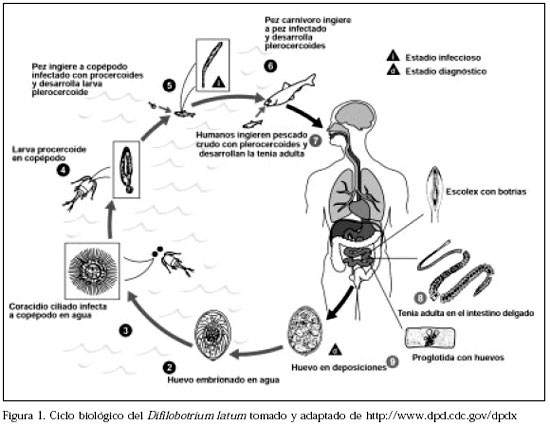 Nuevos casos de contagio de difilobotriasis: ¿En qué consiste?