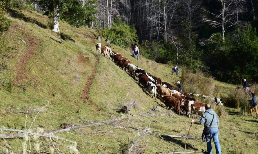 Osorno: Condenan por abigeato a sujeto que vendía animales robados en ferias ganaderas